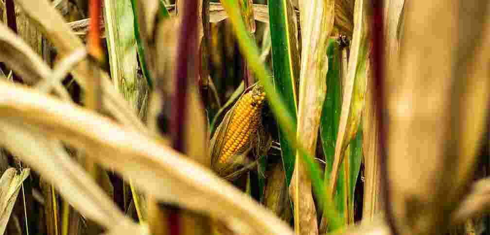 Cornfield brown green