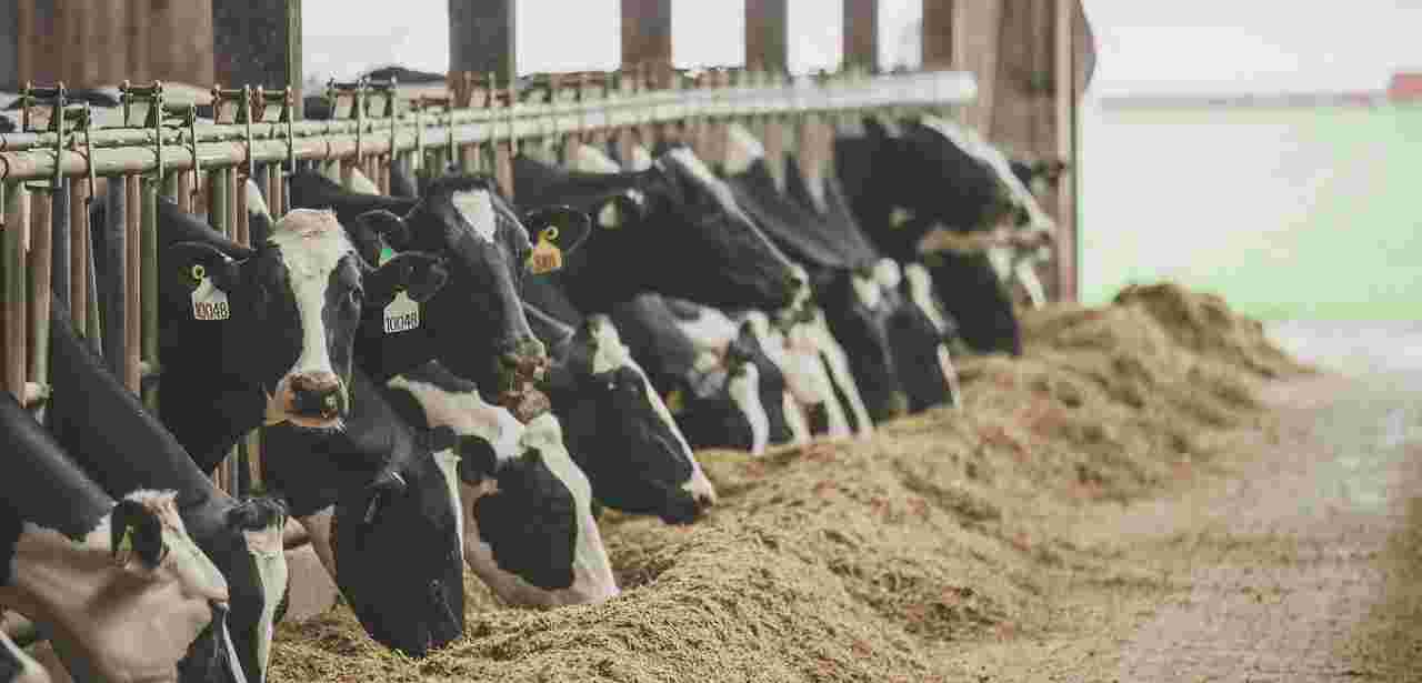 Dairy Adobe Stock 257522180